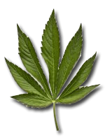 Marijuana leaf with white outline